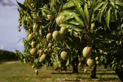 Дерево манго стоковое изображение. изображение насчитывающей обще -  146119659