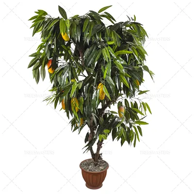 🌳 Искусственное дерево: Манго, 150-210см купить » Искусственные растения с  доставкой по всей России