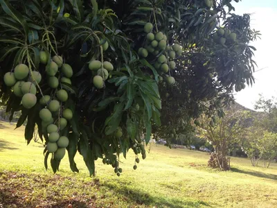 Плоды Манго — стоковые фотографии и другие картинки Дерево манго - Дерево  манго, Спелый, Без людей - iStock