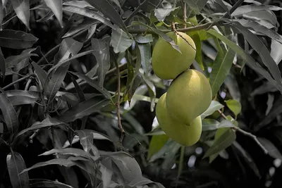 Бесплатные дерево манго стоковые фотографии | FreeImages