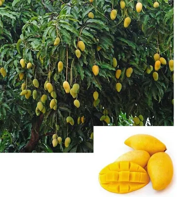 Как и где растет манго в природе и домашних условиях, как выглядит растение  и плод + фото