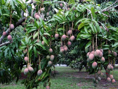 russian по низкой цене! russian с фотографиями, картинки на фруктовых деревьев  манго фотографии.alibaba.com
