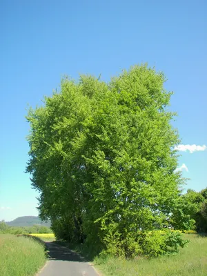 Дерево осина
