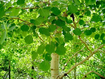 Саженцы осины обыкновенной в Кишиневе, Populus tremula дерево в Молдове |  PLANTE.md