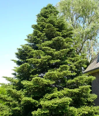 Пихта сибирская: красота и польза этого вечнозеленого дерева - Green Market