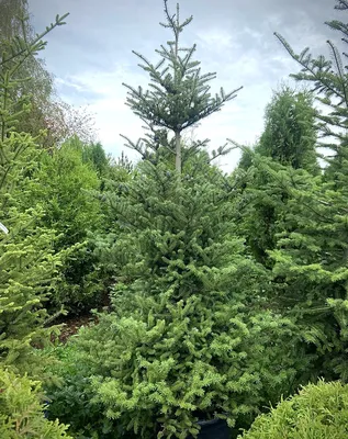 Пихта сибирская вечнозеленое дерево (40 фото) - 40 фото