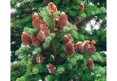 Пихта Корейская (Abies koreana)