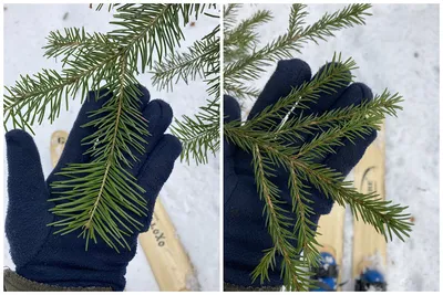 Дерево искусственное Пихта в снегу 75 см - купить в Пятигорске с доставкой  в интерьерном центре Жемчужина