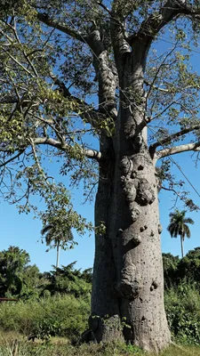 Дерево — Викицитатник