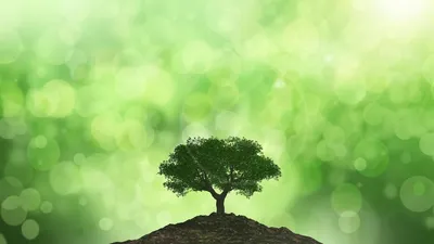 Гваяковое дерево — Википедия
