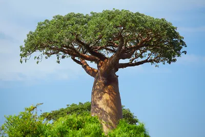 Хлопковое дерево — Википедия