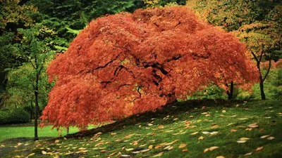 Кокоболо – дерево и древесина – Dalbergia retusa, [D. hypoleuca, D.  lineata, D. granadillo]