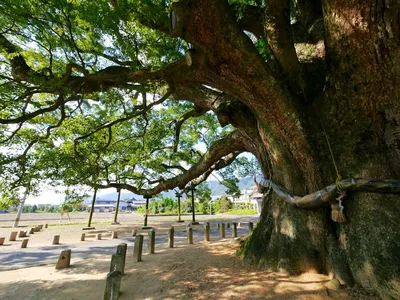 Самые необычные и красивые деревья мира | GQ Россия