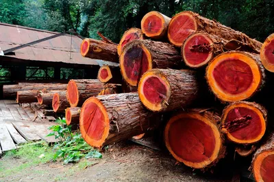Денежное дерево нельзя держать в доме по этим причинам | РБК Украина