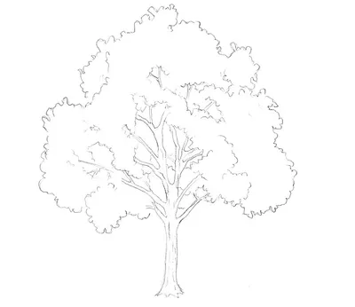 Дерево Без Листьев Рисунок (44 Фото)