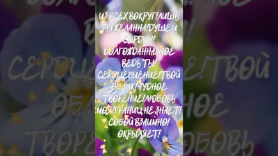 СОБАКИ И ОХОТА С НИМИ 2024 | ВКонтакте