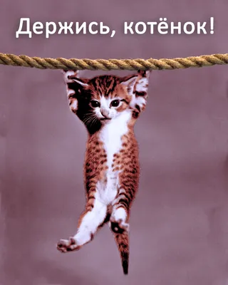 Держись, котенок | Kitten, Cats, Animals