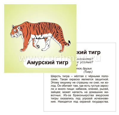 Загадки про животных — играть онлайн бесплатно на сервисе Яндекс Игры