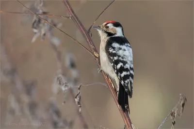 Сирийский дятел - eBird