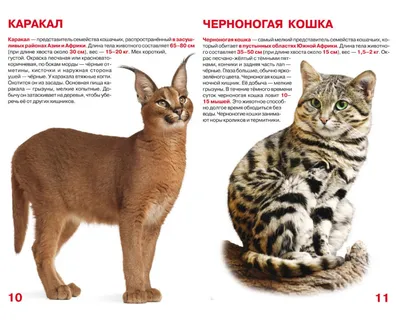 Дикие кошки фото обои 460x300 см Лев (11560P12)+клей (ID#1543439506), цена:  1800 ₴, купить на Prom.ua