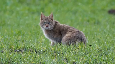 Дикие кошки» — создано в Шедевруме