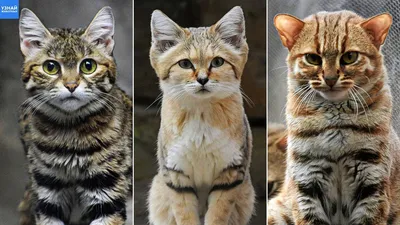 В Великобритании родилась пара самых маленьких диких кошек на планете -  Новости на KP.UA