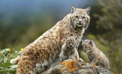 Самые маленькие дикие кошки – черноногая кошка, барханный кот, ржавая кошка!  - YouTube