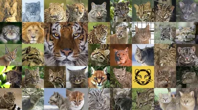 Обои 3д фото природы животные дикие кошки 368х254 см Леопард на ветке  (242P8)+клей (ID#1203594984), цена: 1200 ₴, купить на Prom.ua