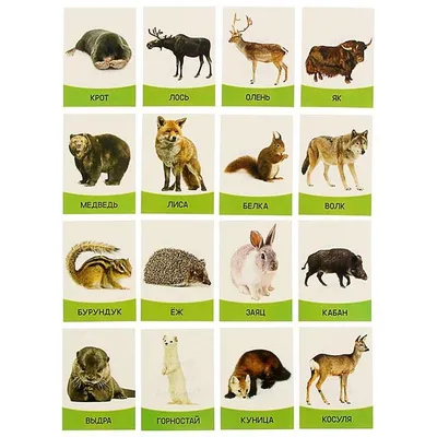 Animals wallpaper iPhone | Animal wallpaper, Iphone wallpaper glitter, Cute  animals