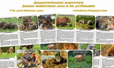 Флизелиновые 3D фото обои диких животных 254x184 см Голубоглазый ягуар  (12365V4)+клей (ID#1540135835), цена: 1200 ₴, купить на Prom.ua