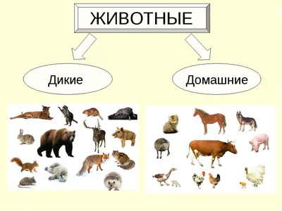 Карточка-шпаргалка. Wild Animals (Дикие животные) - купить книгу с  доставкой в интернет-магазине «Читай-город».