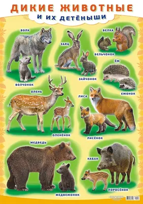 Плакат А2 \"Дикие животные и их детеныши\"