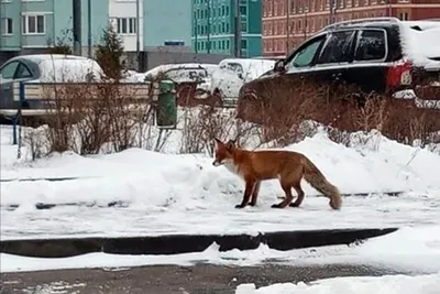 Иллюстрация Логика. Дикие звери в стиле графика, декоративный,