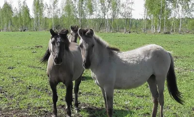 РЕПОРТАЖ: Новоселы Налибокской пущи: дикие лошади и уникальное потомство  глухарей