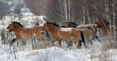Жители Кузомени возмущены вывозом диких лошадей в частную собственность |  Информационное агентство «Би-порт»