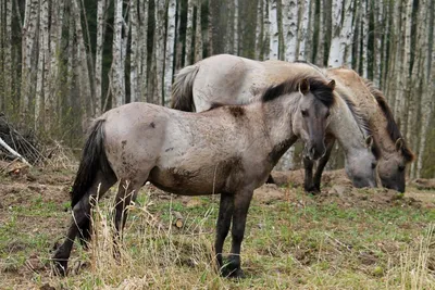 Табун диких лошадей» — создано в Шедевруме