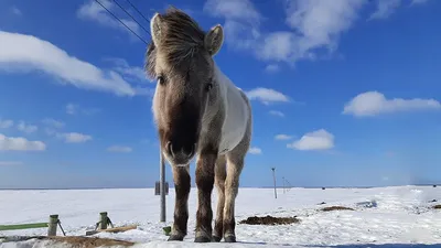 В Беларуси расплодились дикие лошади. В Минлесхозе объяснили, почему их  лучше не кормить