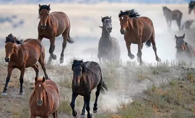 Пара диких лошадей весны в Юте Стоковое Фото - изображение насчитывающей  одичало, лошадь: 163747416