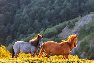 ПОКУПКА ВСЕХ ДИКИХ ЛОШАДЕЙ ЮРВИКА! | WILD HORSES OF JORVIK! | STAR STABLE -  YouTube