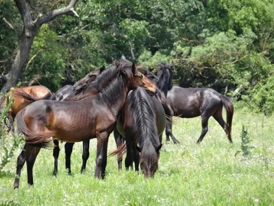 Фестиваль укрощения диких лошадей в Испании. | OUTLOOK