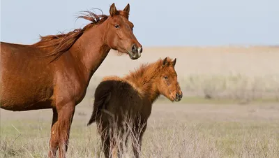 Скачки и объездка диких лошадей на Горном Алтае // Конные забавы - YouTube