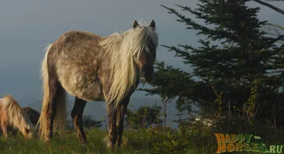 Стадо диких лошадей в Горной Ингушетии