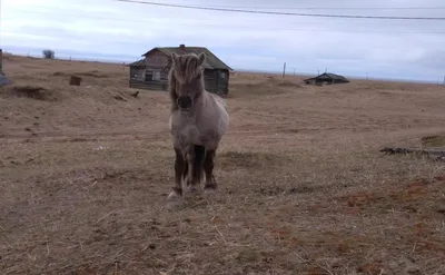 Украинские экологи поселили табун диких лошадей на необитаемом острове —  Украина