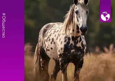 Лошадь Является Одним Из Двух Подвидов Equus Ферус Или Диких Лошадей,  Которые До Сих Пор Остается И Сегодня. Млекопитающее Странно Семьи  Лошадиных Копыт Лошади Развилась В Течение Более Чем 45 До 55