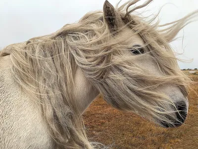 Дикие лошади Исландии – ФотоКто