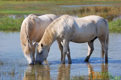 Дикие лошади бежать в пустыне Стоковое Фото - изображение насчитывающей  лошадь, мустанг: 118089404