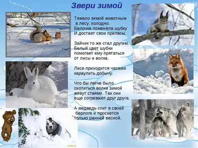 PPT - Презентация «Образ жизни диких животных зимой» PowerPoint  Presentation - ID:4483467