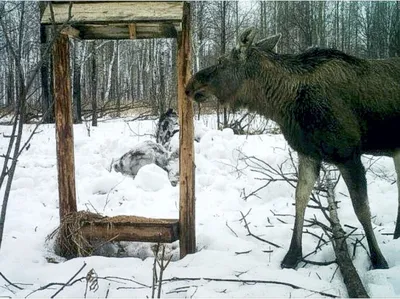 Москвичам рассказали, как специалисты подкармливают диких животных зимой
