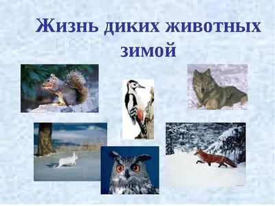 Игровой альбом “Животные зимой” – Психологическое зеркало и тИГРотека