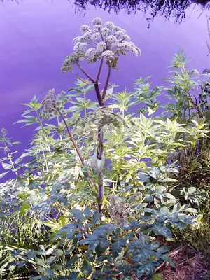 🪄 Рамка из дикорастущих растений, …» — создано в Шедевруме
